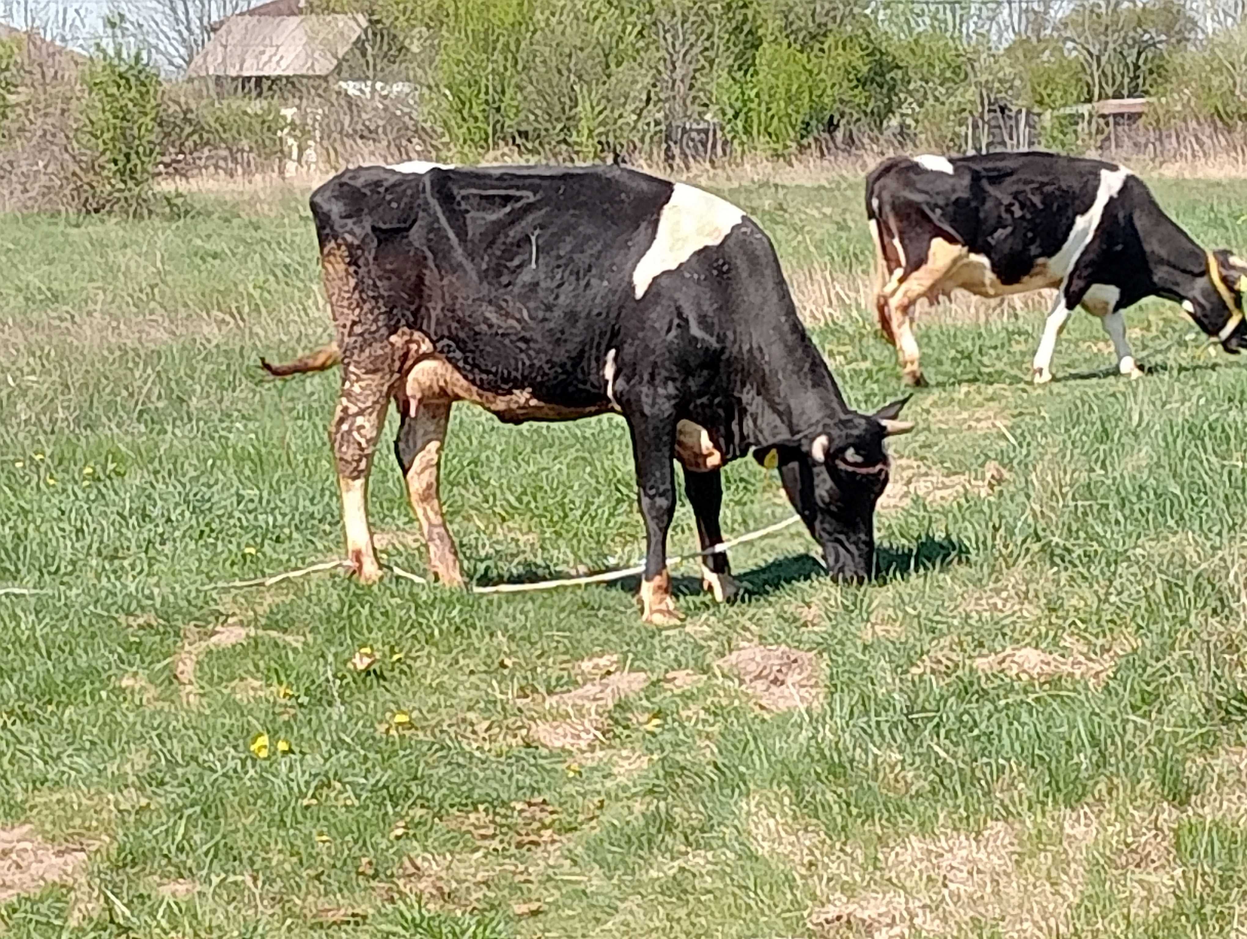 Animale vând vaca