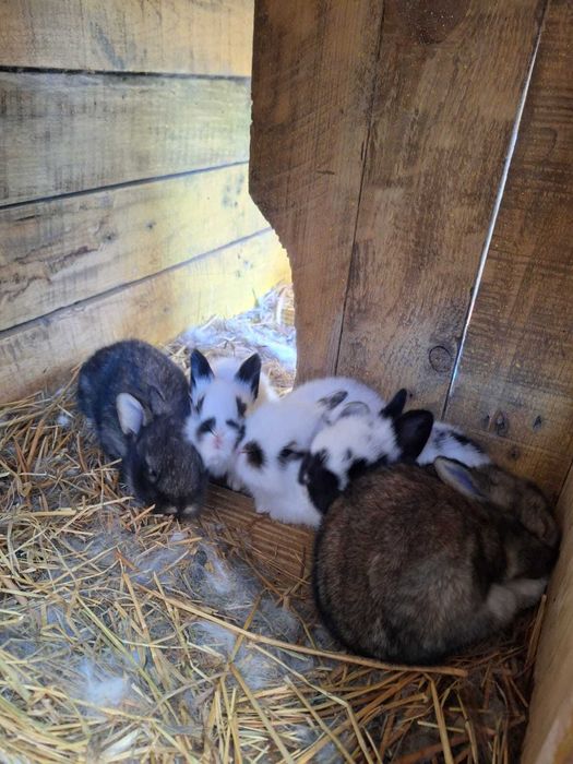 Iepurași cap de leu