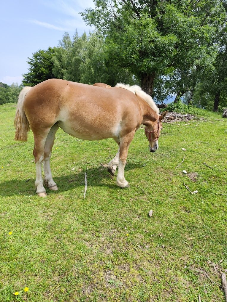 Vând mânză 1 an.