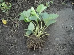 Lastari de mur Thornfree fara tepi stoloni capsuni remontant