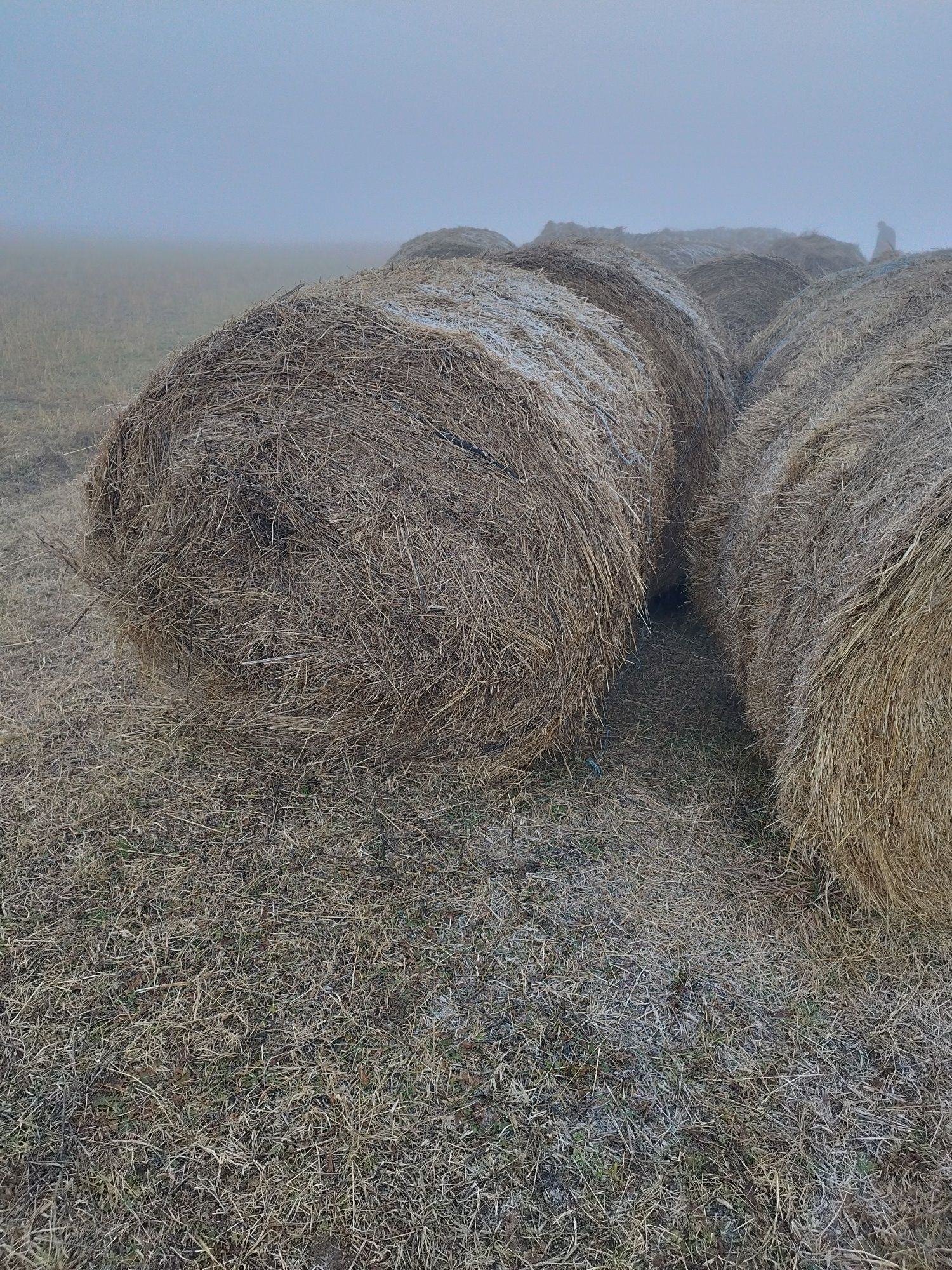 Vand Baloți rotunzi mari 500kg