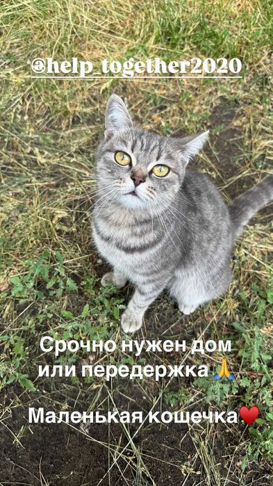Маленькой кошечке нужен дом или передержка. Срочно!