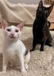 Pet sitter pentru pisici