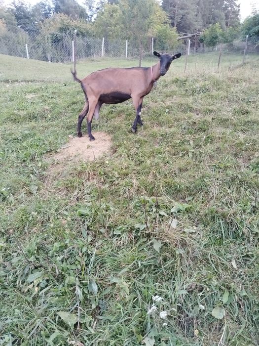 De vanzare capra alpina franceză