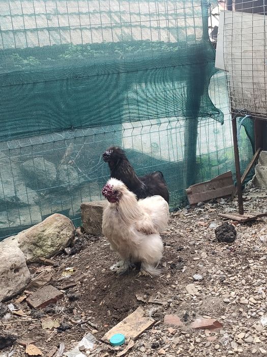 Cocoși mătase japoneză