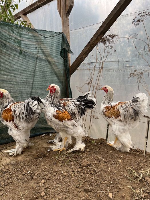 Brahma rotgesattelt 2025