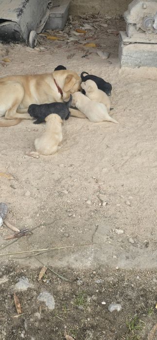 Donez catei metis labrador