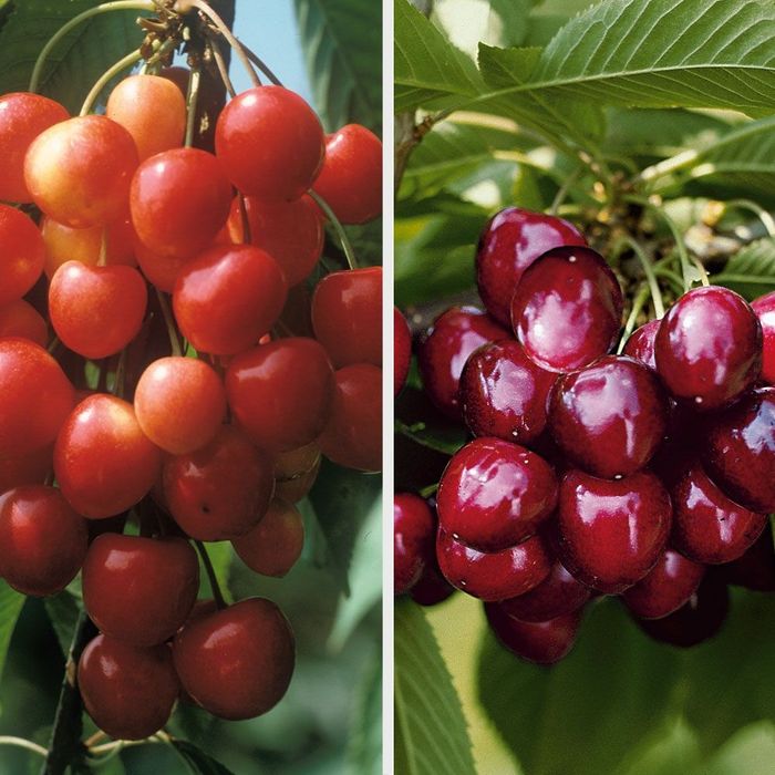 Pomi Fructiferi Duo ( VISIN )