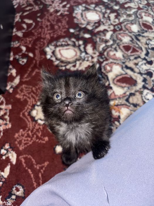 Котята (mushukchalar)