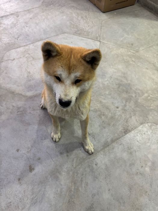 Akita srochna sotiladi 3mln