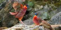 Vând fazani tragopan temminck