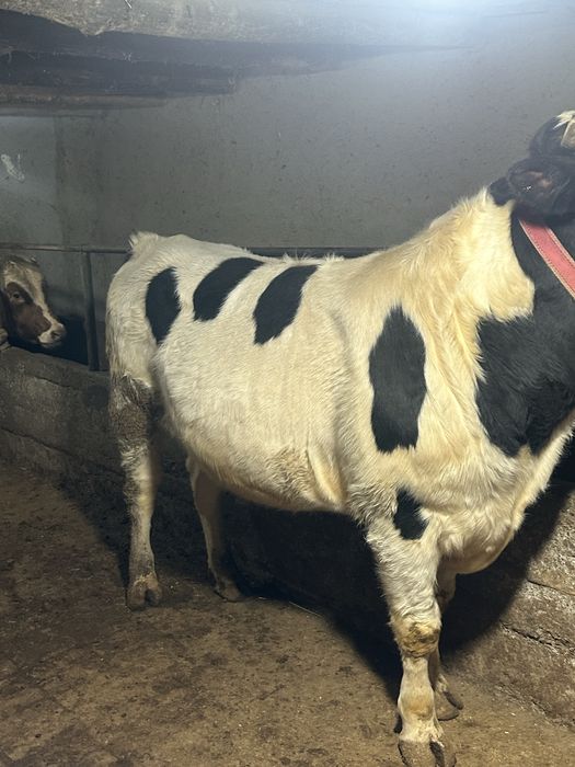 Бука сотилади йеб ичиши зор сохлом 100%