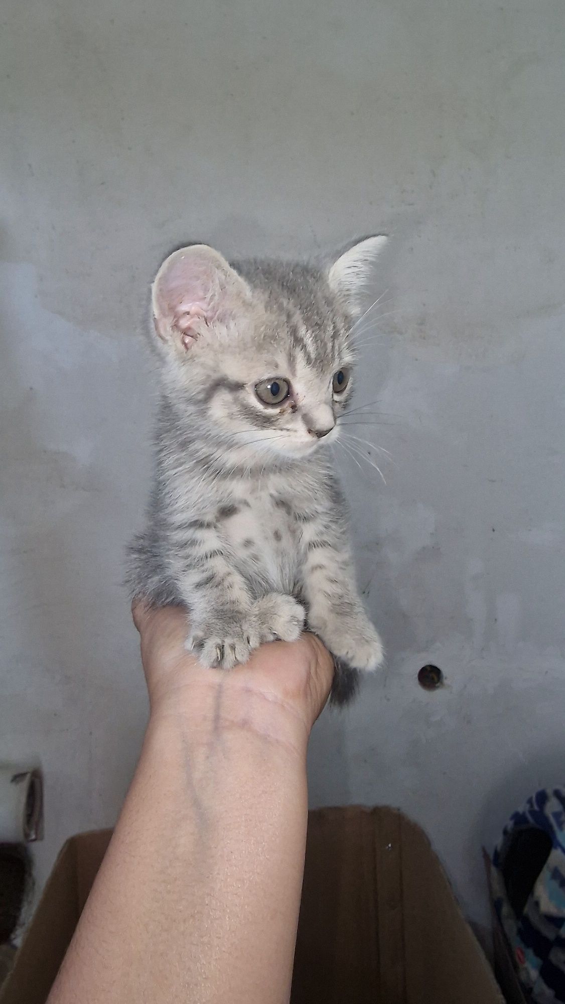 Скотиш страйт девочка
