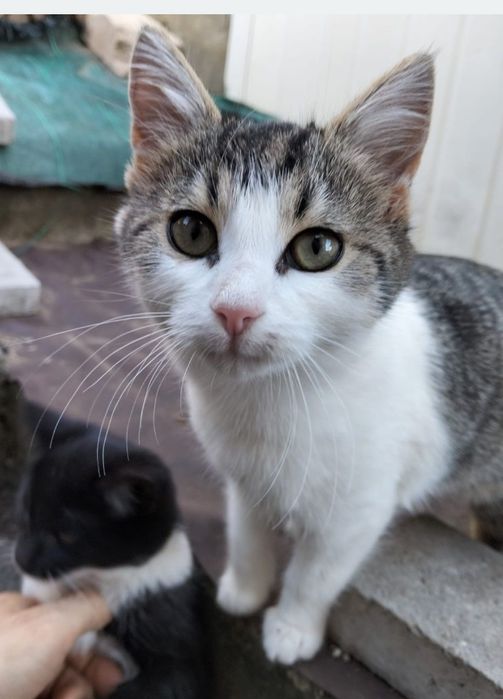 Donez pisicute varsta 3 luni