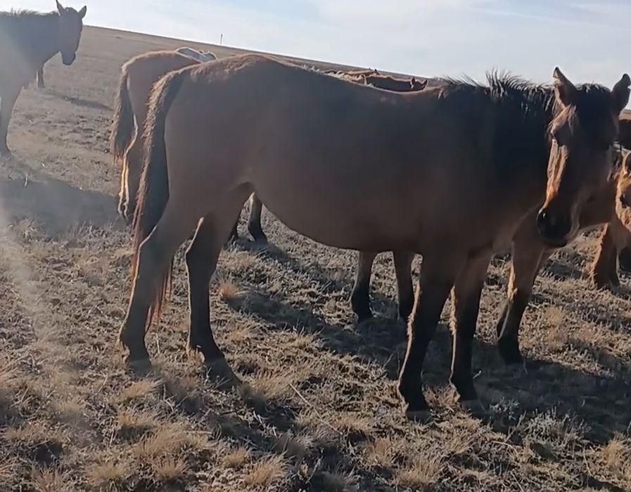 Ту бие, құнан байтал