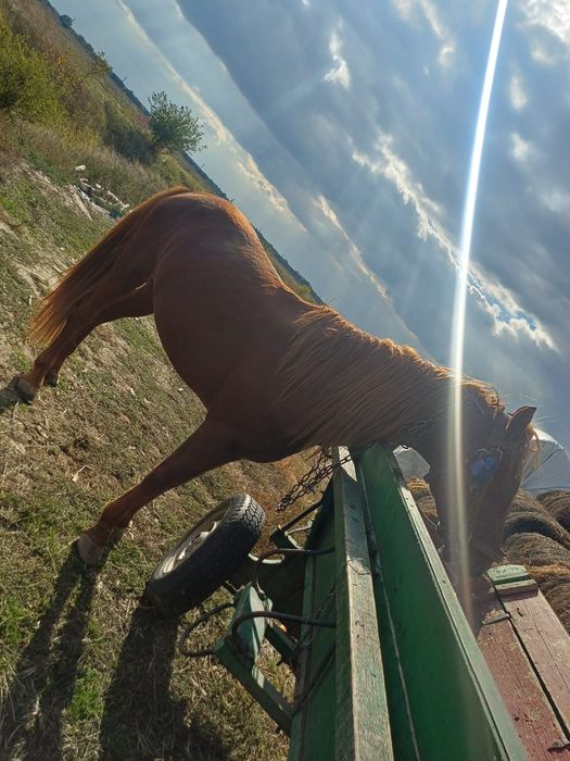 Armasar cu tot cu caruța de vanzare
