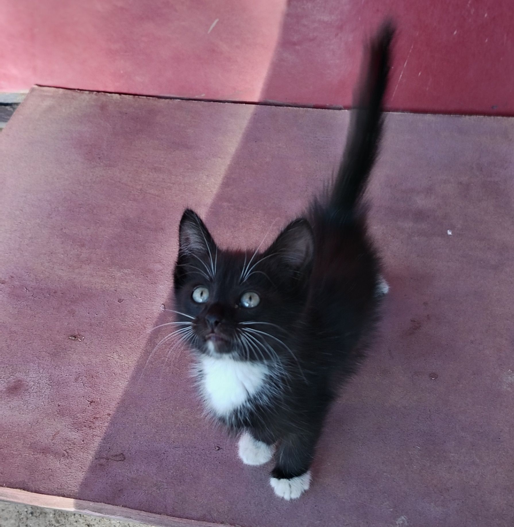 Котенок (девочка)