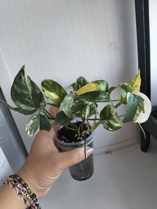 Цветы комнатные не дорого