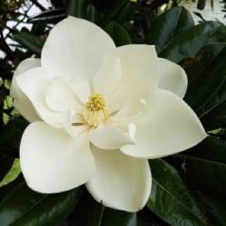 Magnoliya grandiflora Little Gem Italiyaniki