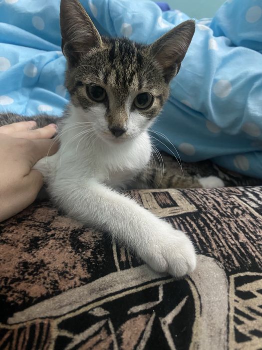 Dau in adoptie pui de pisica-urgent!!