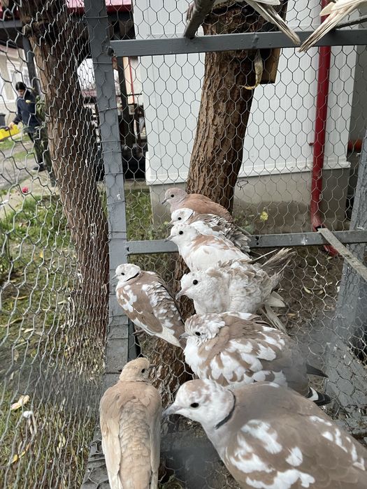 Vand turturele razatoare