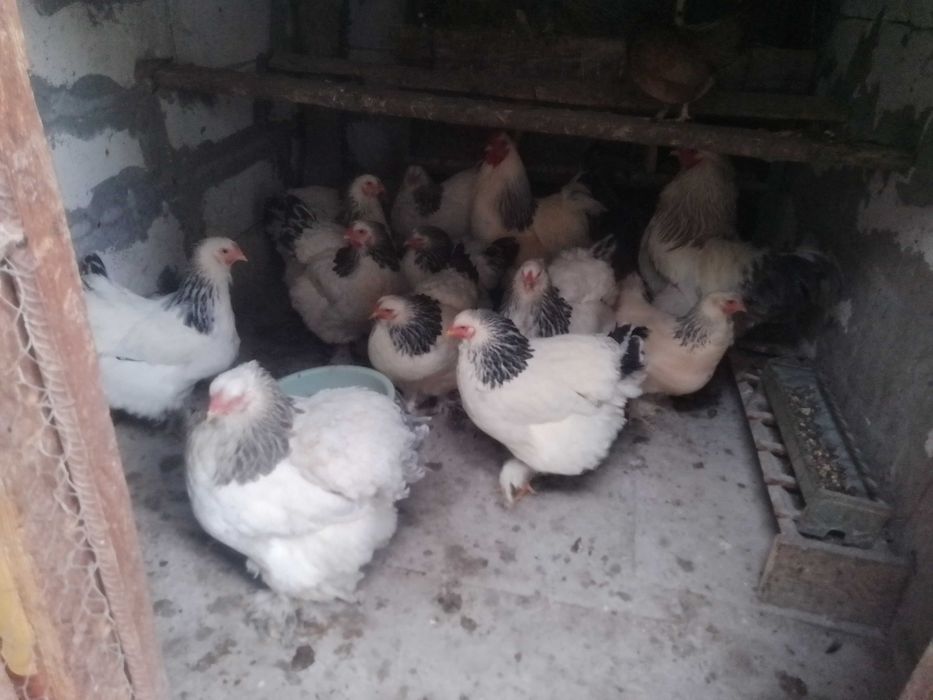 Vând găini brahma HD,splash,negru ,albastru