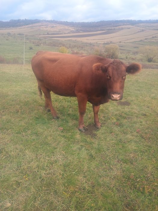 Vacă angus de abator