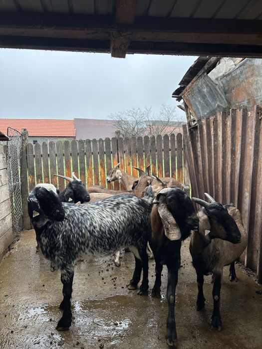 Vand capre Anglo nubian