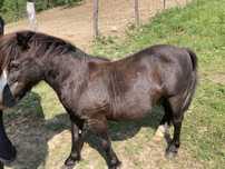Ponei de vanzare