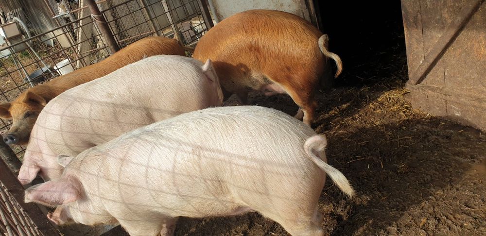 120-160 de kilograme