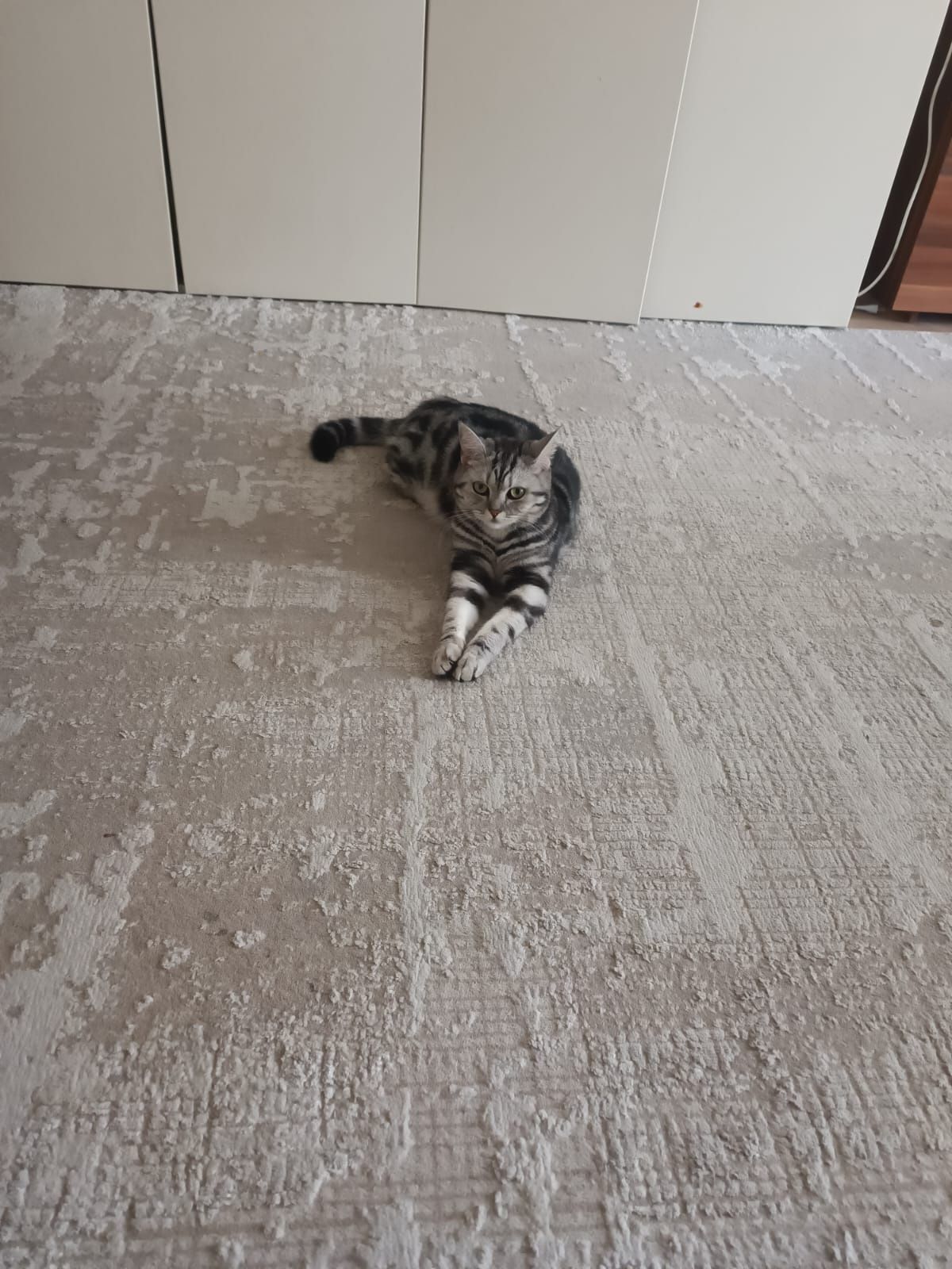 Отдам бесплатно Кошку Scottish Straight
