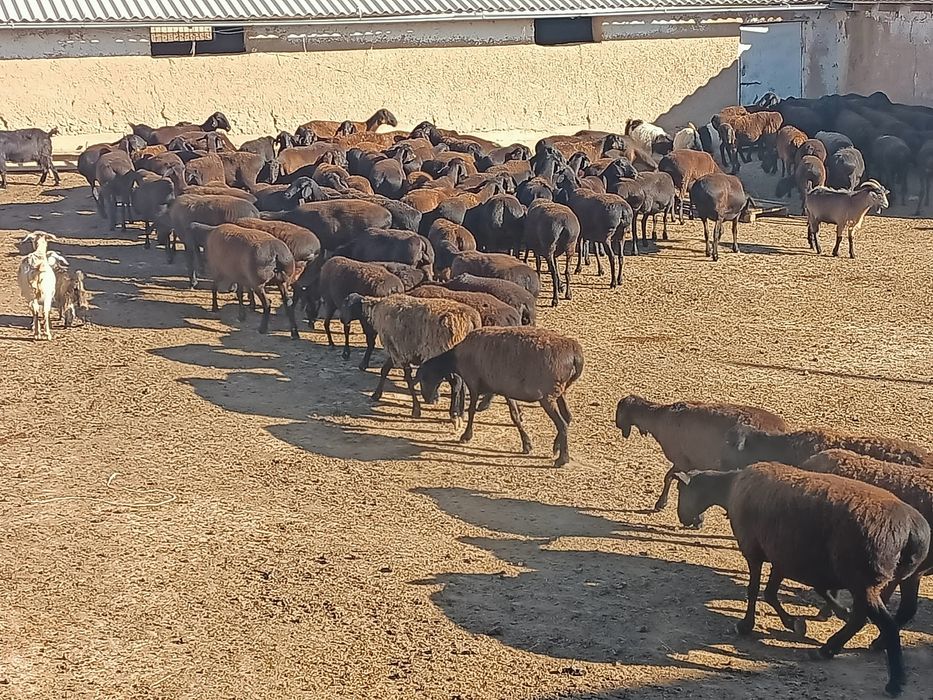 койшы кажет кой багуга