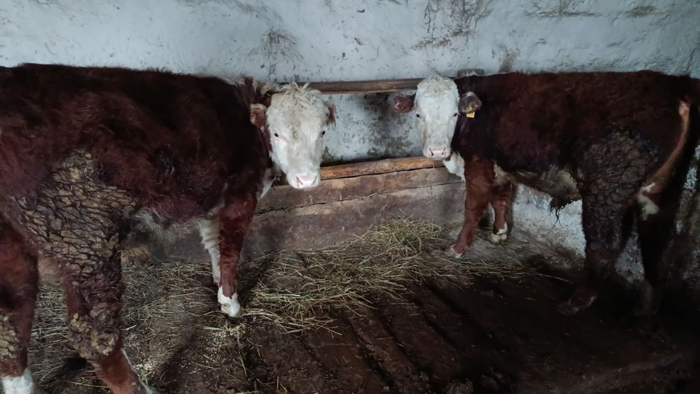 Бука откорм сатылады