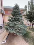 Голубая ель продается