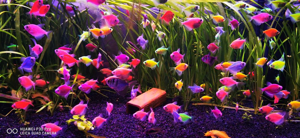 Lampa pentru acvariu plantat speciale pentru cresterea plantelor