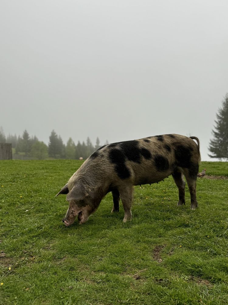 Schimb cu vitei sau vaca