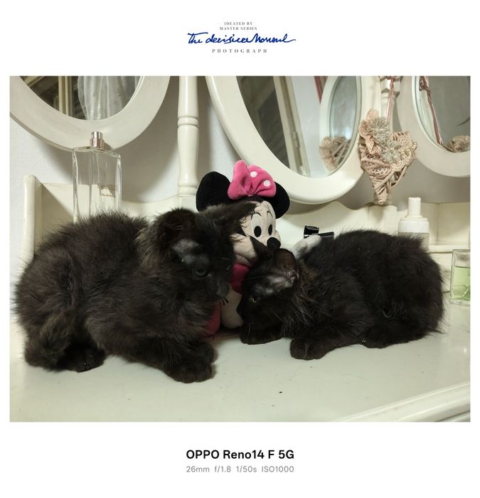 Donez pisicuțe adorabile