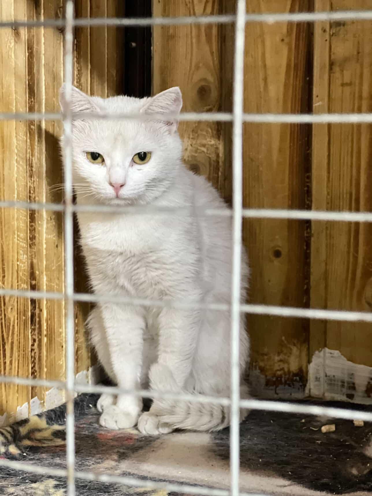 Котенок ищет дом