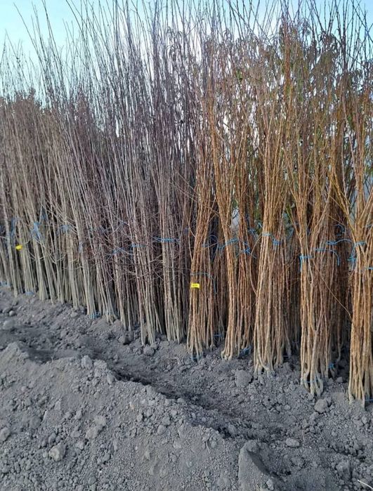 Pomi fructiferi certificati