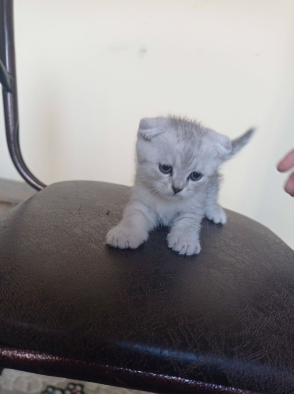 Британьский кошка