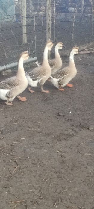 Gâște leșești de vânzare