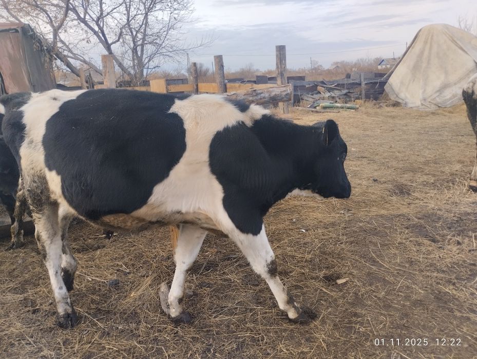 Продам быков 1год 2 месяца