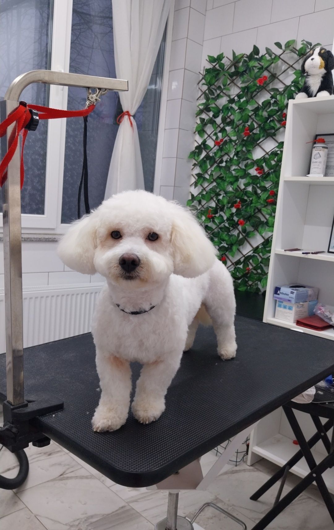 Coafura-Frizerie Canină in Sânmartin Mirific Pet Salon 80 lei
