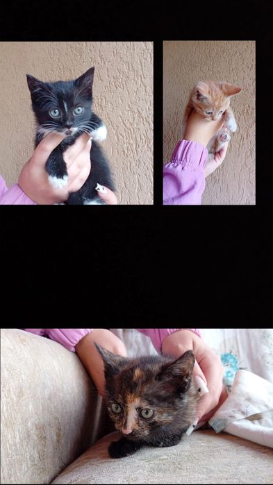 Pisicuțe spre adopție