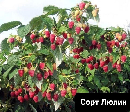 Продавам елитен расад ягоди и малини