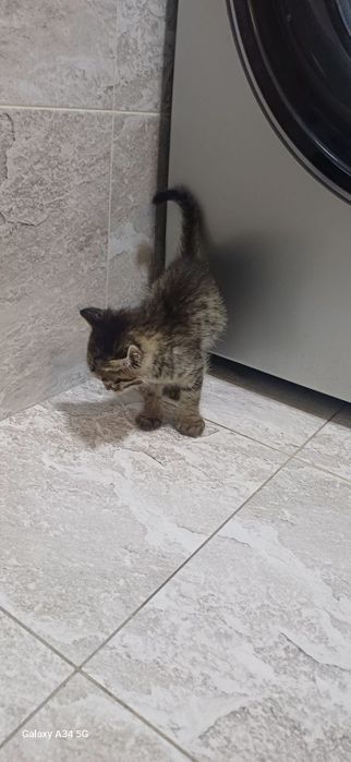 Mushuk sotiladi zotli