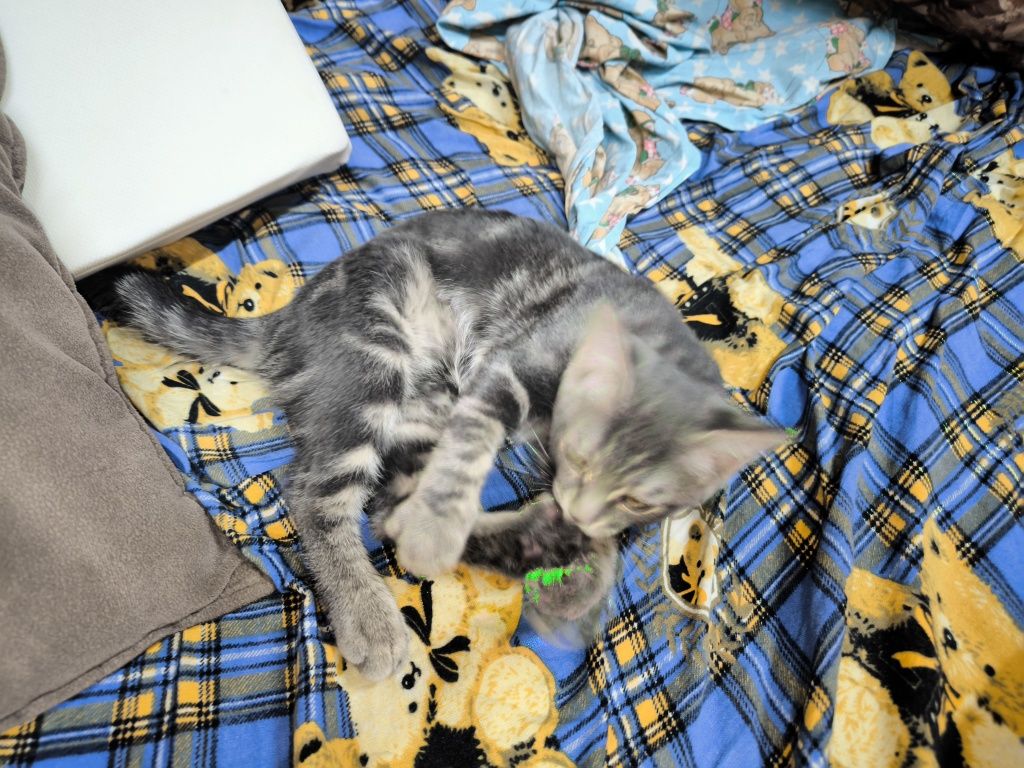 Скотиш страйт котенок два месяца