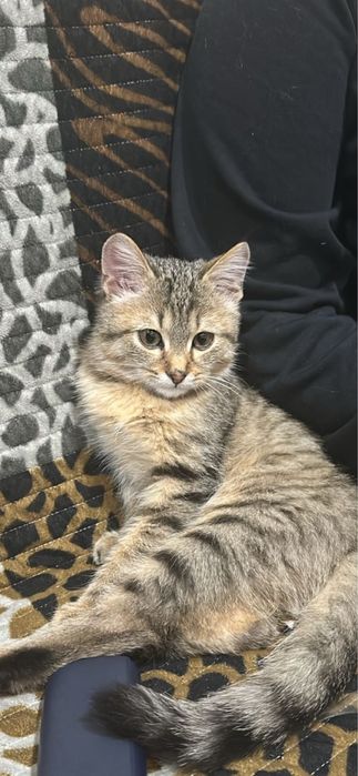 Отдам котенка в добрые руки