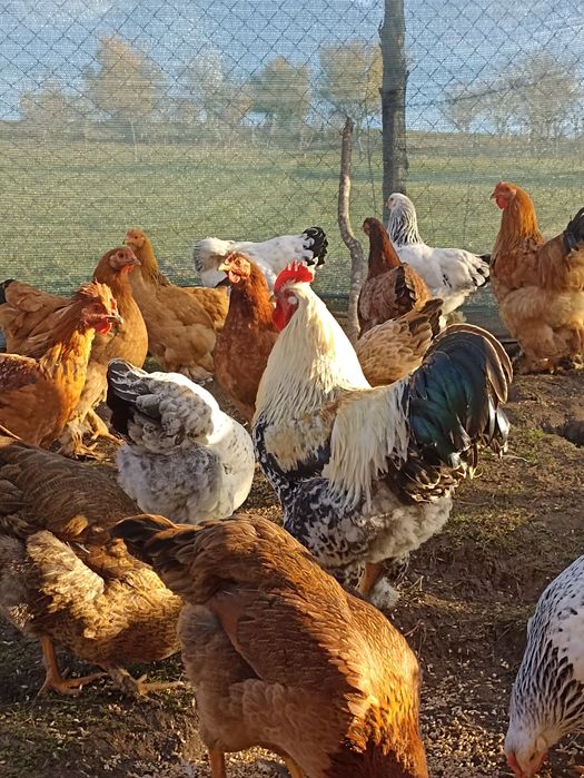 Vând cocoșii Brahma