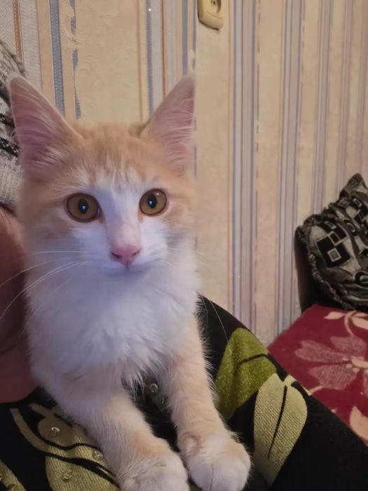 Отдам котёнка добрые руки